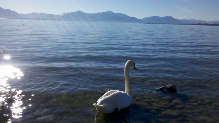 Schwan auf Chiemsee